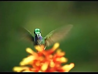 filipino ladyboy jacking off her cut cock